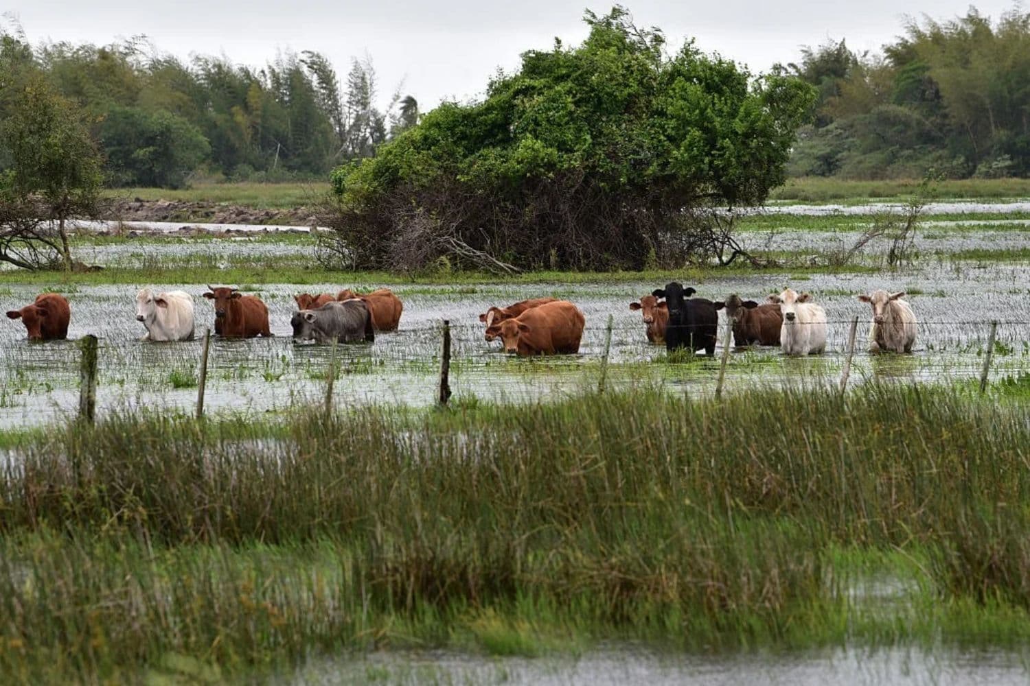 El ganado camina entre las aguas de la crecida en Ayolas, a 300 km al sur de Asunción, Paraguay, el 3 de noviembre de 2023, tras la crecida del río Paraná a raíz de las fuertes lluvias caídas en la región. (Norberto DUARTE / AFP vía Getty Images)