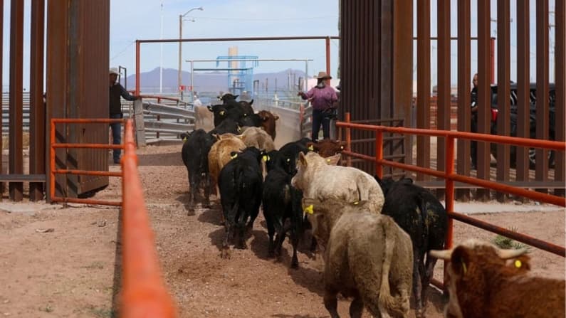 México reanuda exportación de ganado a pie hacia EE. UU. desde Chihuahua