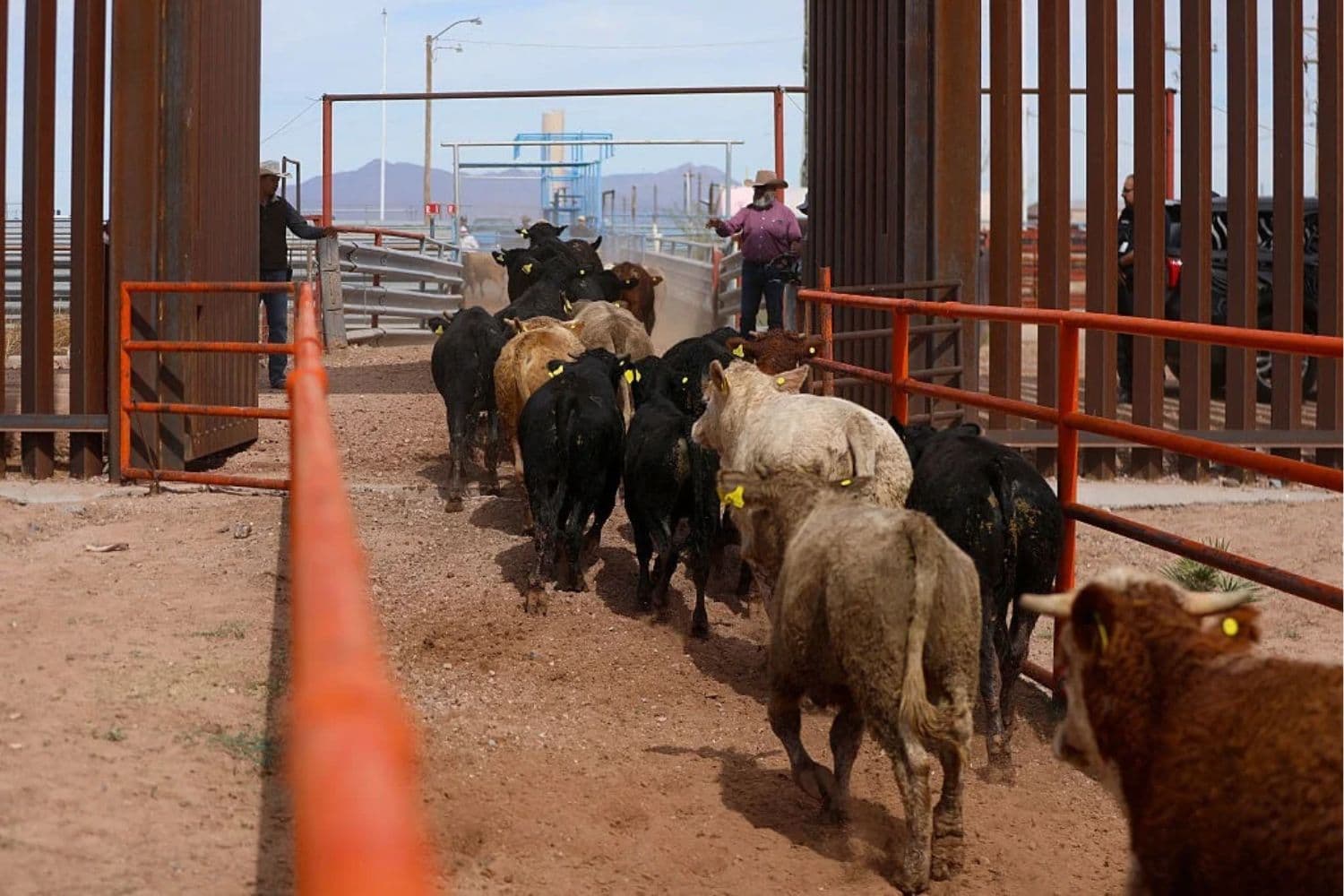 Unos hombres acarrean ganado a través de un corredor de inspección fronteriza en las instalaciones de exportación de la Unión Regional Ganadera de Chihuahua, en Puerto Palomas, en el paso fronterizo entre México y EE. UU., entre Chihuahua y Nuevo México, el 26 de octubre de 2026. (Herika Martínez / AFP vía Getty Images)