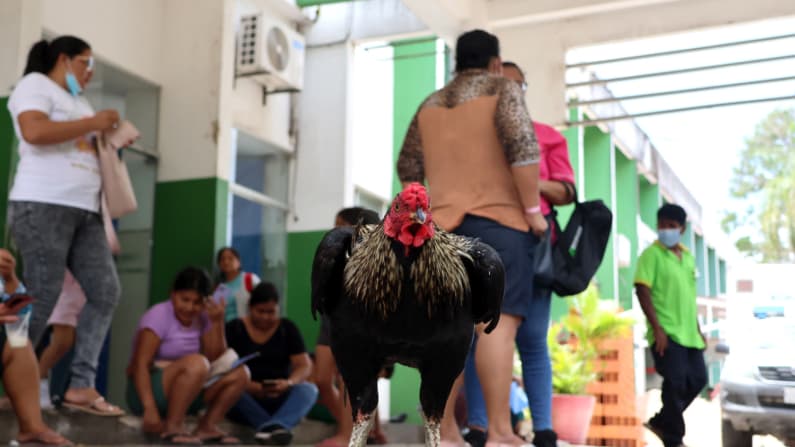 La muerte de su dueño llevó a Martín, un gallo, a quedarse en la entrada de un hospital