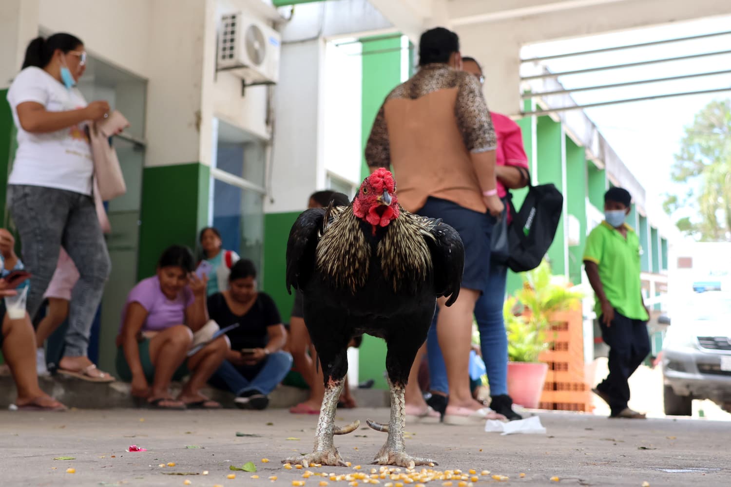 La muerte de su dueño llevó a Martín, un gallo, a quedarse en la entrada de un hospital